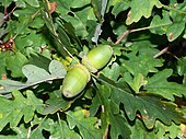 Quercus petraea foliage acorns Bulgaria.jpg