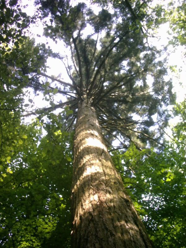 Darf Ich Einen Baum Pflanzen Darf Ich Einen Baum Pflanzen