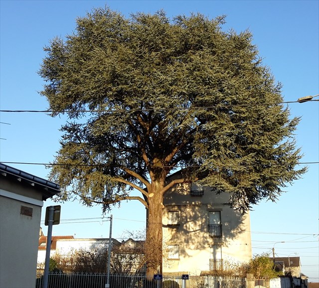Gc684ge Arbres Remarquables 87 Le Cedre Rue Venassier Traditional Cache In Nouvelle Aquitaine France Created By Boubouz