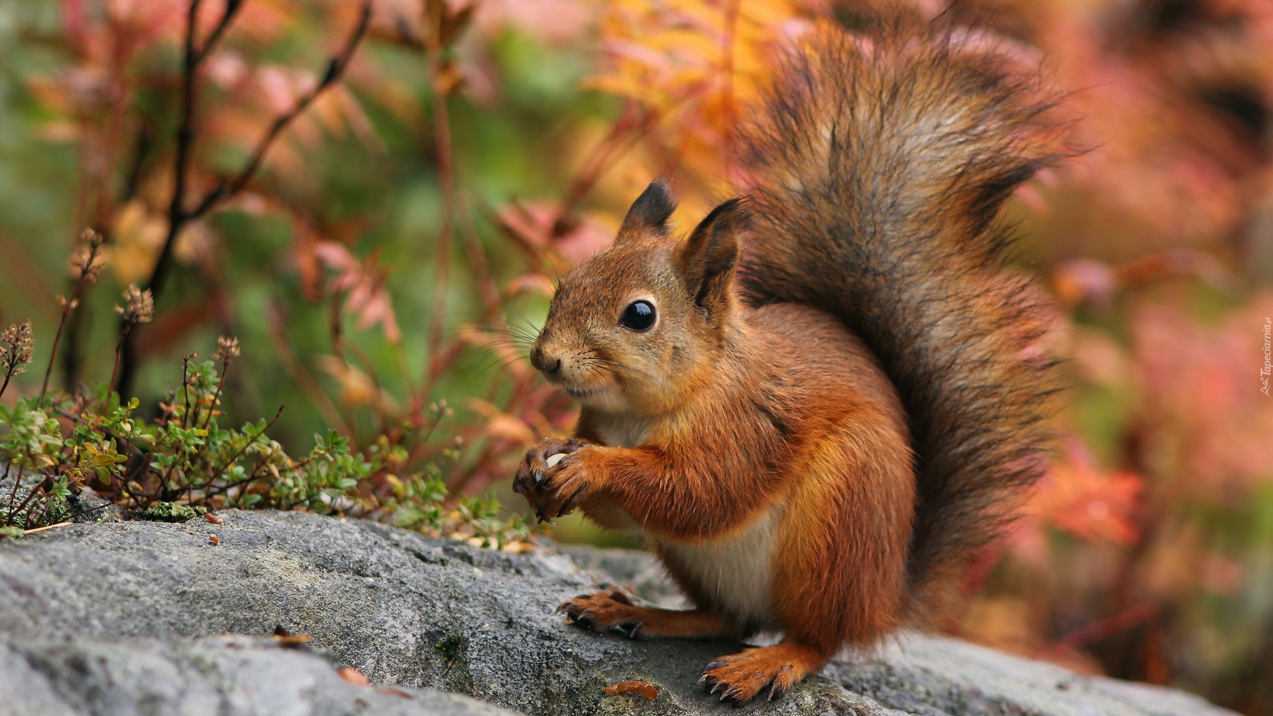 ruda wiewiórka/red squirrel