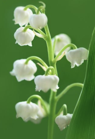 Gc6fcqc Fetons Le Muguet Ensemble A Neuf Brisach Event Cache In