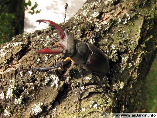 Le lucane cerf-volant mâle les mandibules es dressées