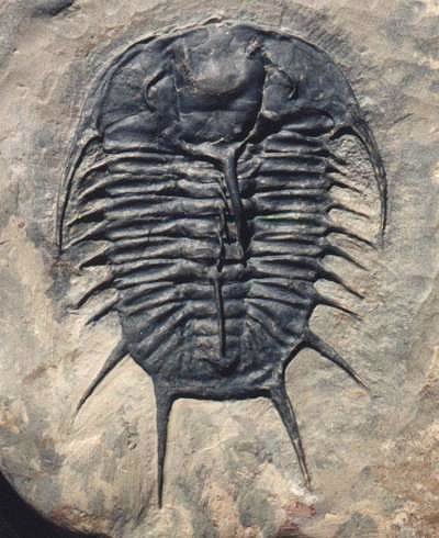 Picture of original trilobite