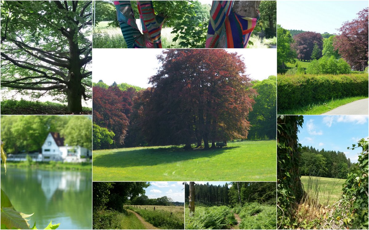 Impressionen aus dem Öcher Bösch