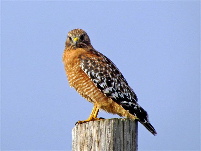 GC63YM9 Red-shouldered Hawk (Traditional Cache) in Michigan, United ...