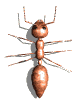 animated-ant-image-0071