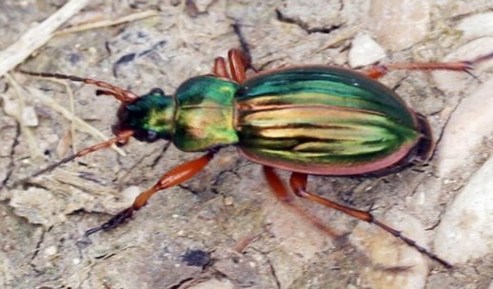 carabus auratus ou carabe doré