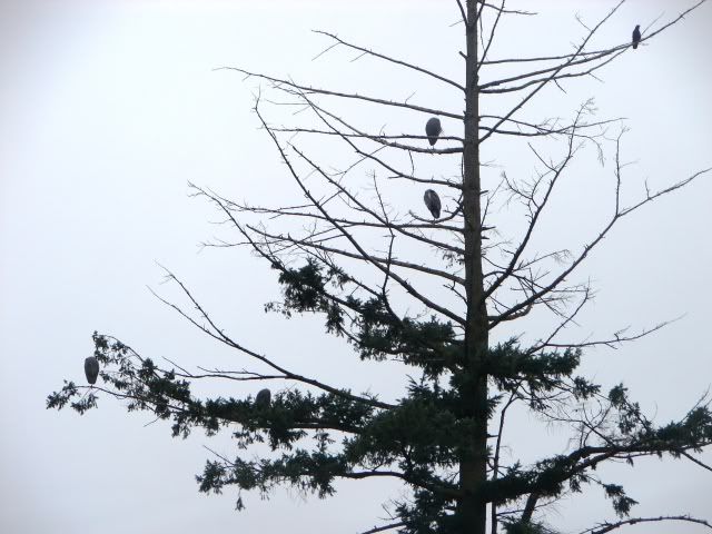 4 Heron and a Crow