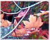 Canyon Maples in the Fall