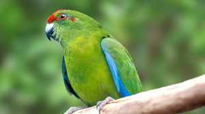 GC61DW1 Norfolk Island Green Parrot (Traditional Cache) in Norfolk ...