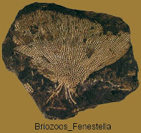 Briozoos-Fenestella