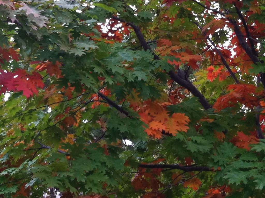  photo DEDC3843-0EE2-41B8-A805-D1993465C8A3_zpsl8ublqsc.jpg