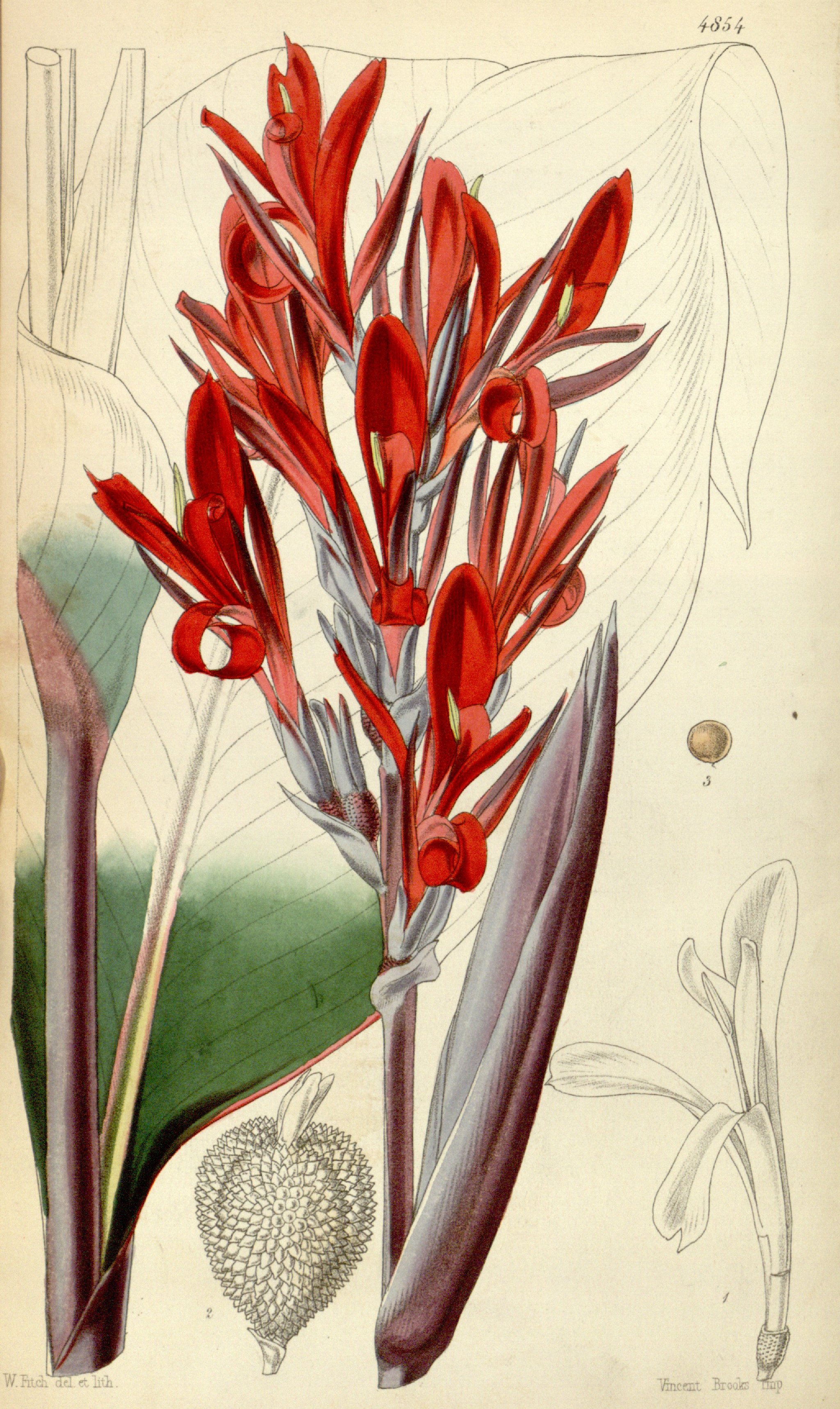 CANNA INDICA.jpg