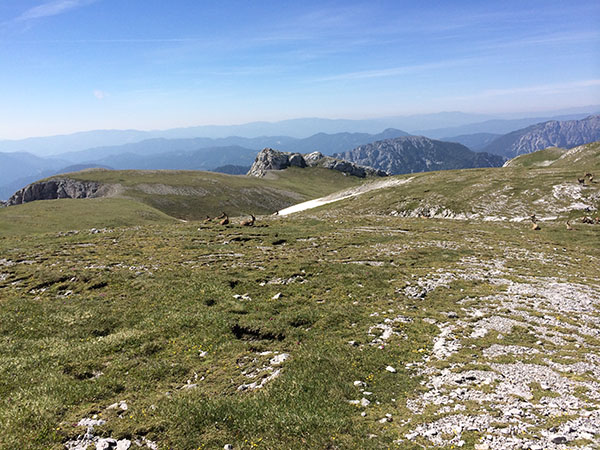 [ Hochschwabplateau zurück Richtung Westen mit Steinböcken ]