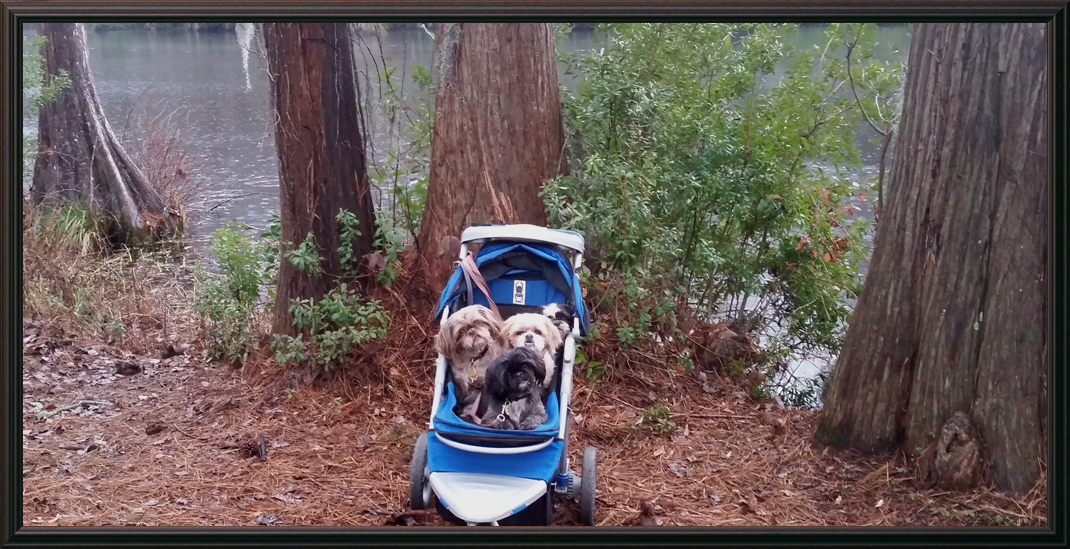 Dogs in a Cart
