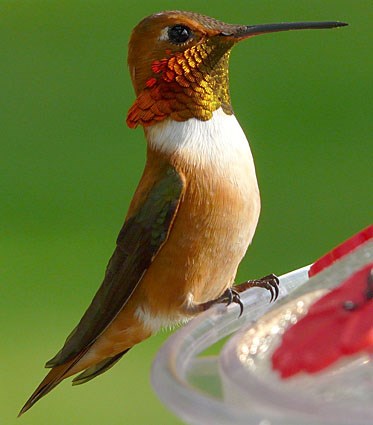 Adult male
