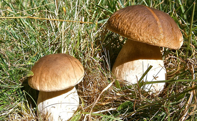 Cèpe de Bordeaux (Boletus edulis) : un champignon comestible !