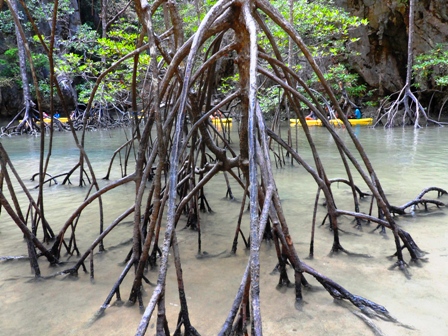 Mangrove Cave
