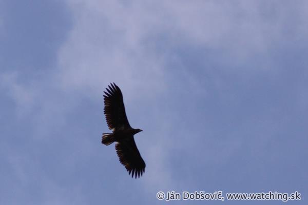 Orliak morský - White-tailed eagle