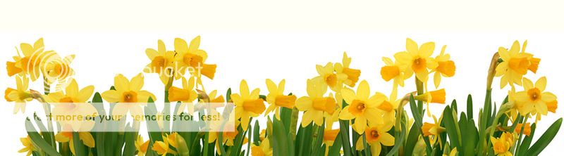  photo bigstock-Spring-Daffodils-Border-60734721_zpsrl5s8dtr.jpg