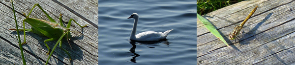 Tiere | Animals Tiere | Animals
