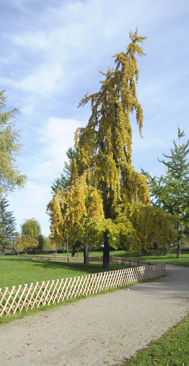 arbre remarquable