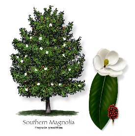 mississippi state tree name