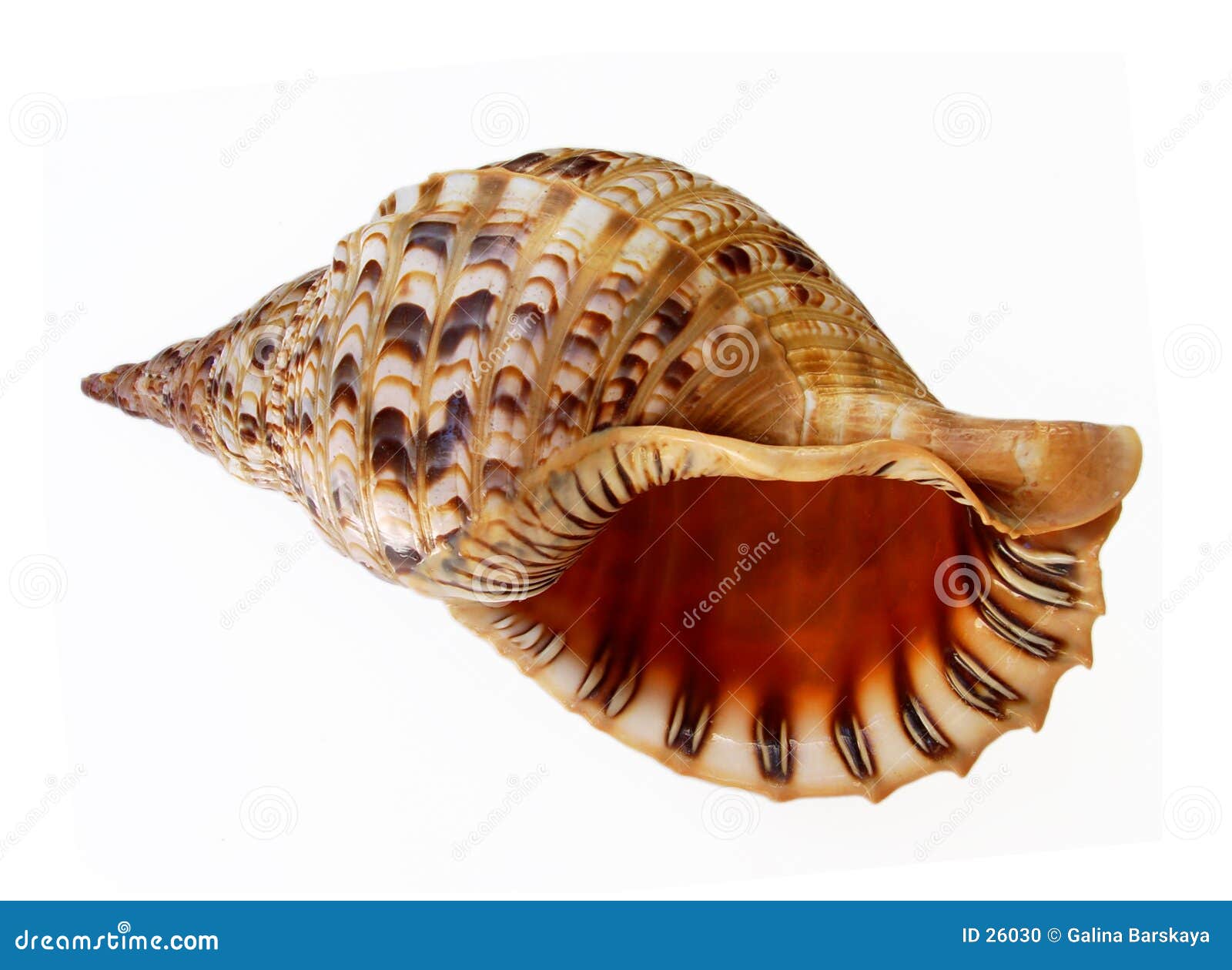 The seashell should look like this.