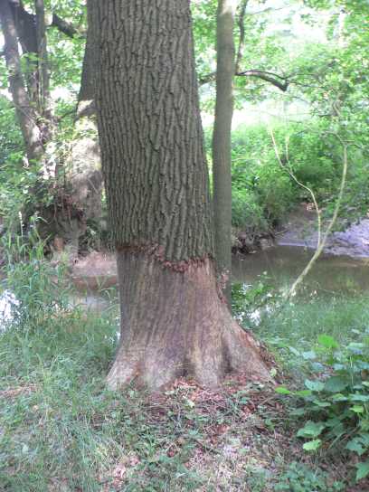 Auch alte Bäume müssen früher oder später dran glauben...