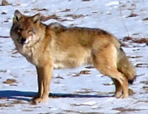 Red Wolf image