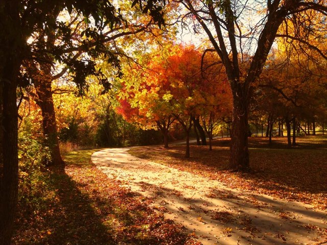 fall leaves at Breckinridge park