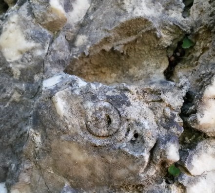 Ammonite