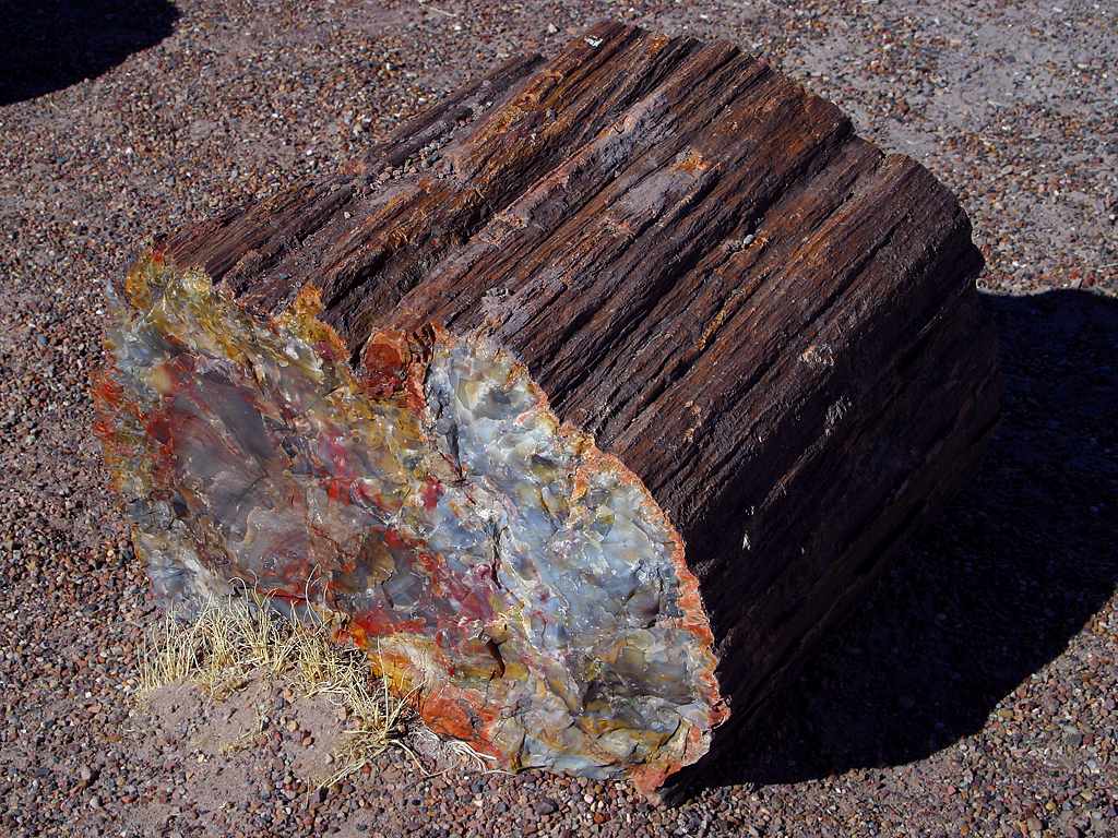 Example of Petrified Wood from wikipedia commons