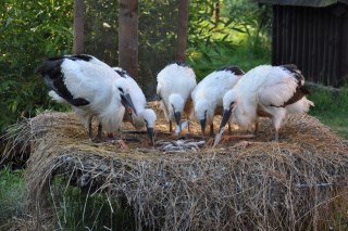 Krmeni capich mladat