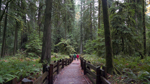 Cathedral Grove