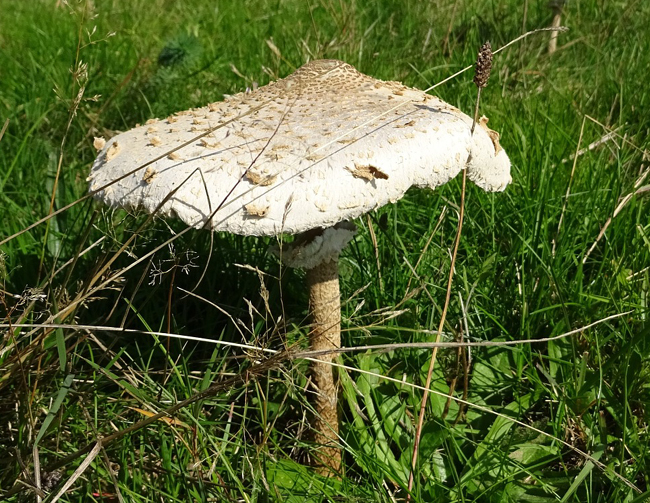 Coulemelle (Macrolepiota procera), une lépiote populaire et délicieuse - Champignon