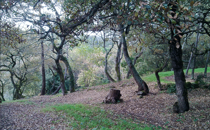 GC4VJHN O pinheiro de natal (Traditional Cache) in Lisboa, Portugal created by Team GeocacherZONE GC4VJHN O pinheiro de natal (Traditional Cache) in Lisboa, Portugal created by Team GeocacherZONE
