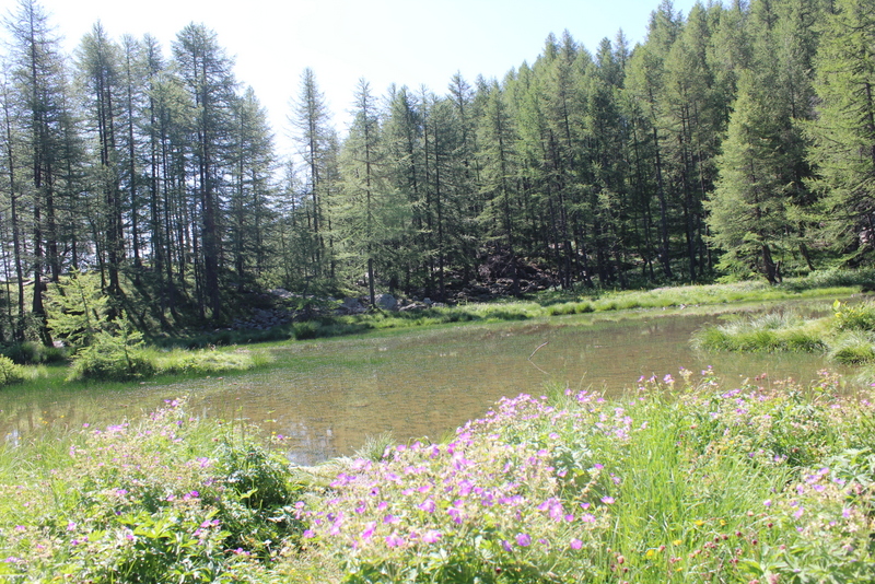 Lac des grenouilles