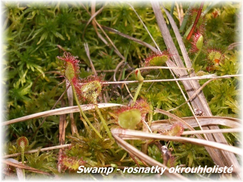Swamp - rosnatky