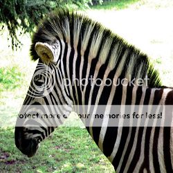 zebra Pictures, Images and Photos
