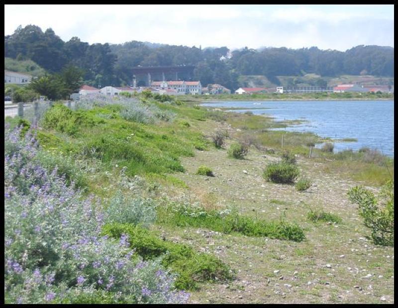 Image result for crissy field lagoon