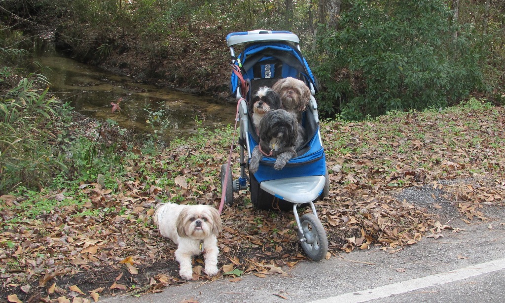 Dogs in a Cart