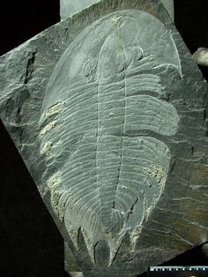 Ver imagem de origem Resultado de imagem para trilobites canelas