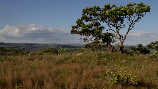 Bioma Brasileiros Cerrado