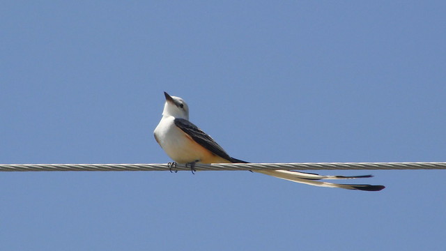 Scissor-tail Flycatcher