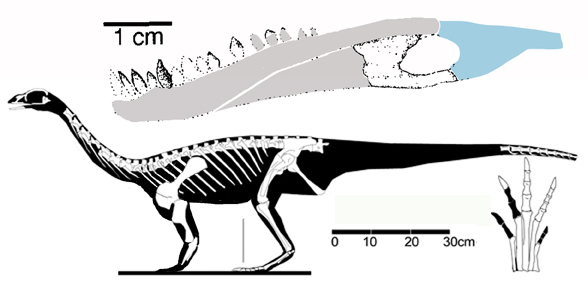 Saturnalia tupiniquim