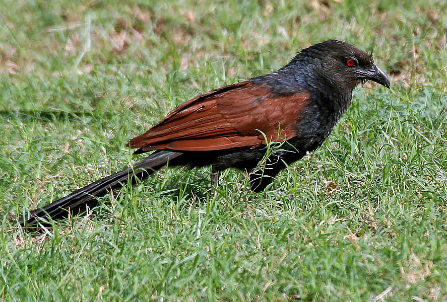 Greater_Coucal