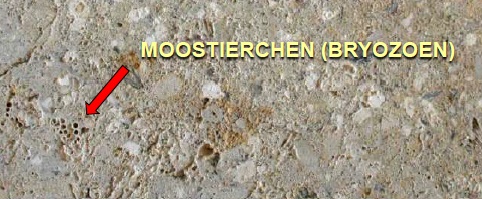 Moostiercheneinschluesse