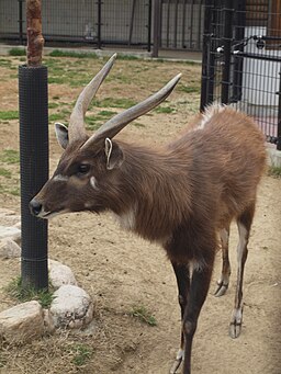 Sitatunga at Oji Zoo