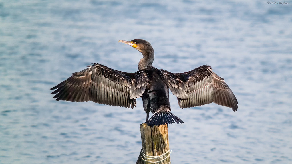 Image result for phalacrocorax carbo